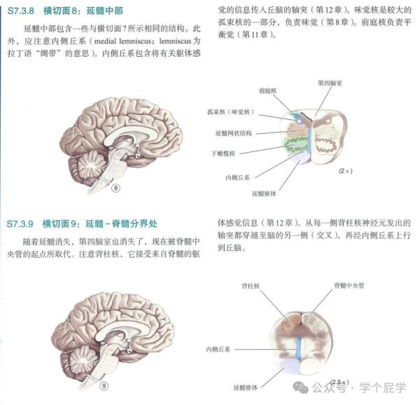 大脑的几个切面结构解析