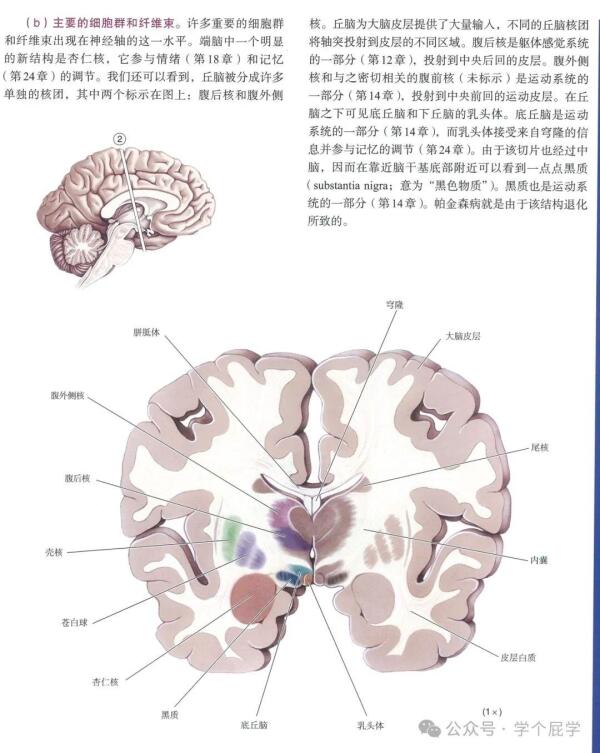 大脑的几个切面结构解析