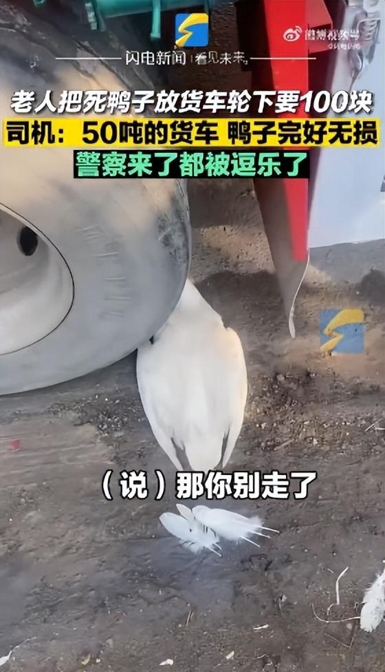 大妈把死鸭子塞车轮下碰瓷货车司机索要100元