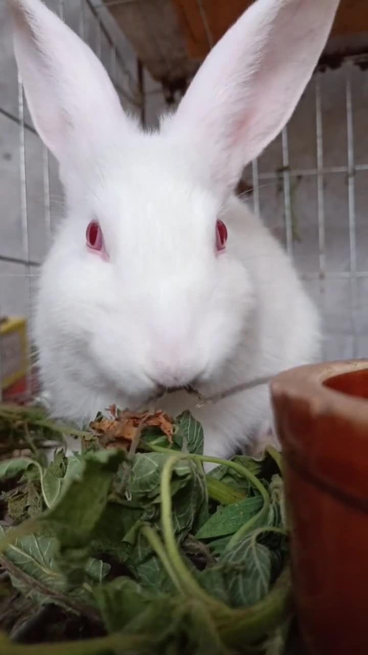 兔子的红眼睛很好看哦