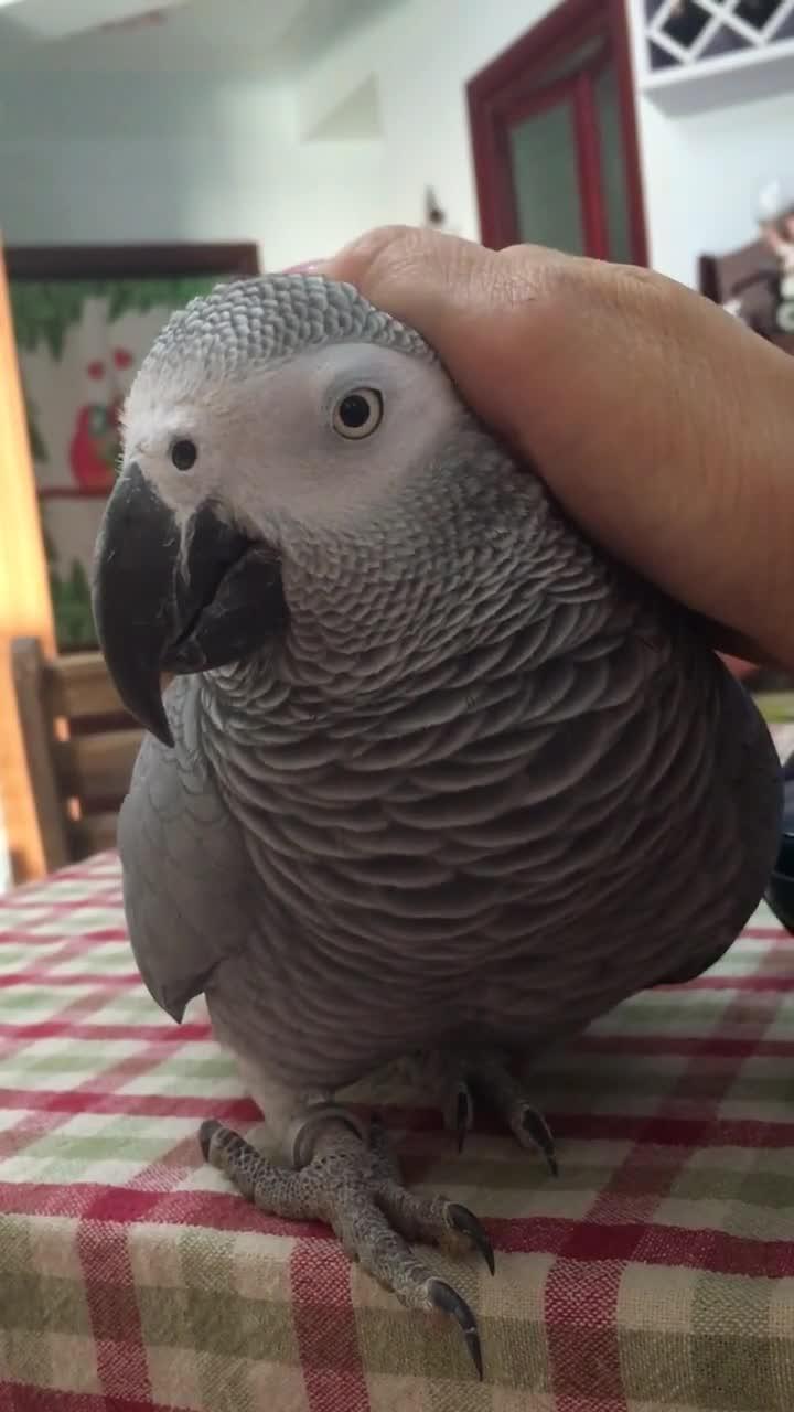 顶嘴的小灰!舒服! !