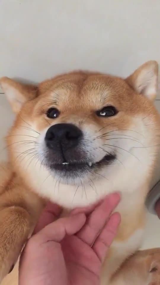 柯基那猥琐的笑容